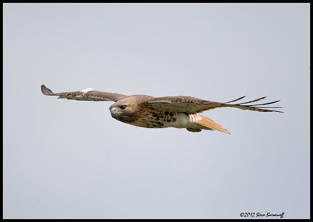 _2SB8062 red-tailed hawk.jpg
